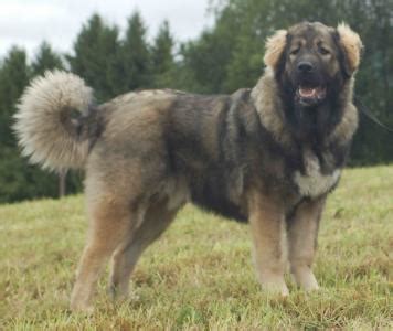 caucasian dog in nigeria